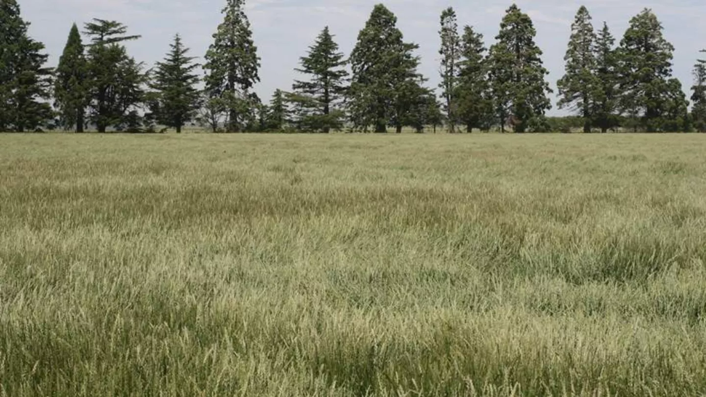 crop protection in Ryegrass Seed Crops
